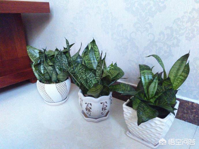 除草剂的使用方法