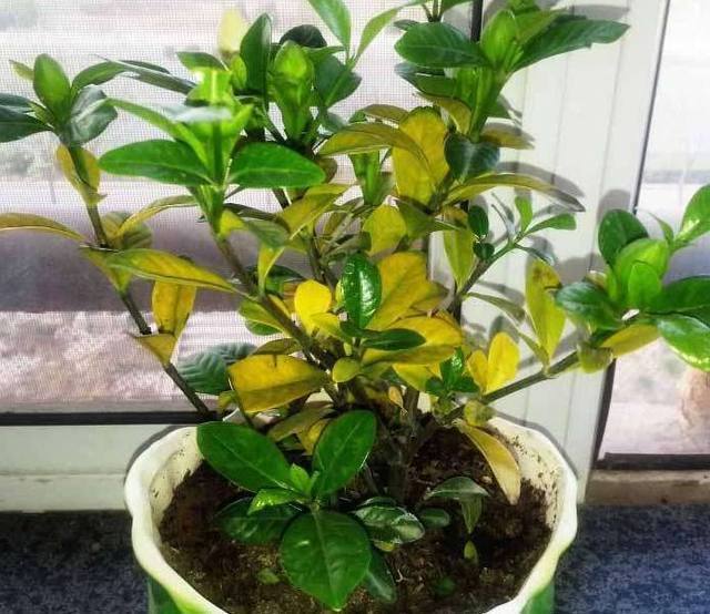 豆腐渣喂牛的几种方法