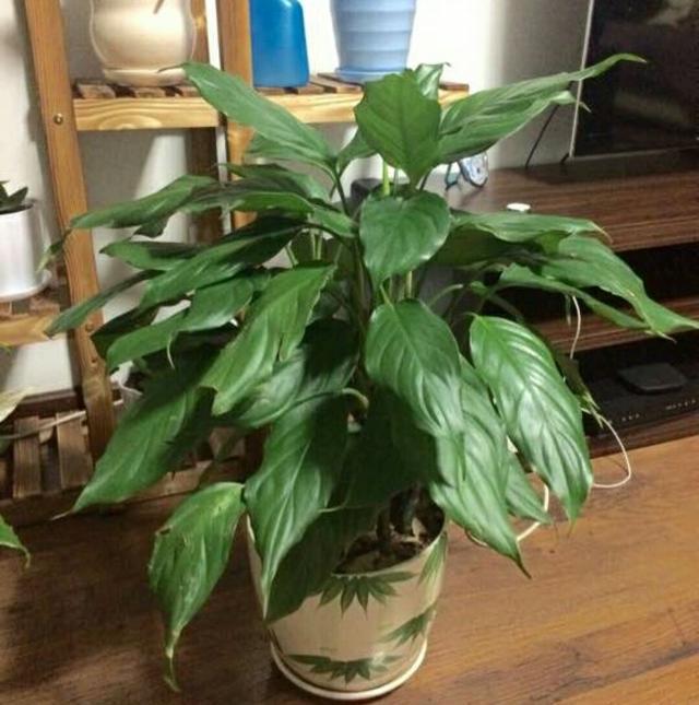 草莓的种植方法及管理