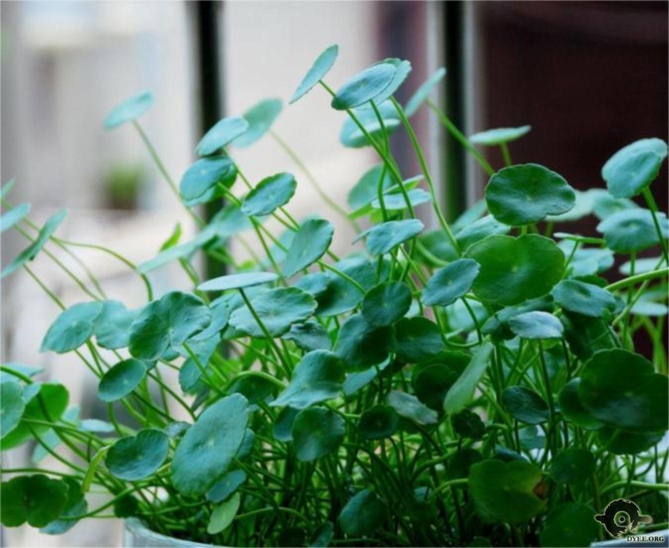 怎么种柚子盆栽：家庭种植的详细指南