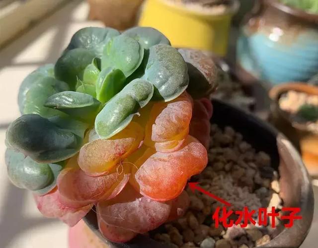 白术种植方法：掌握关键技术，实现丰收目标