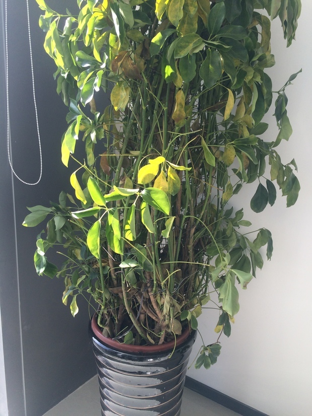 菜心种植时间和方法：家庭菜园的绿色指南