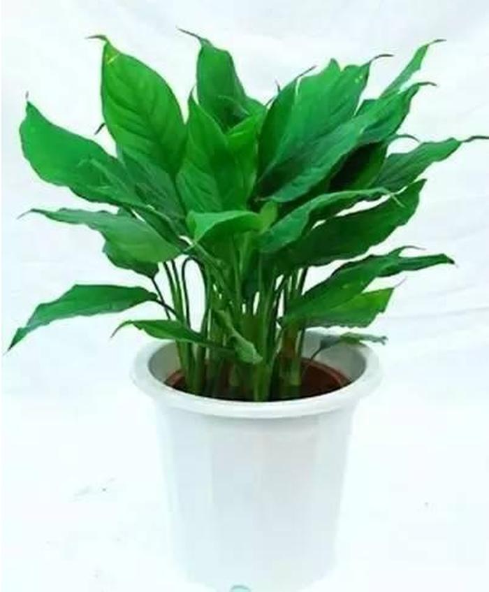 白芍种植方法：掌握技巧，实现高效种植