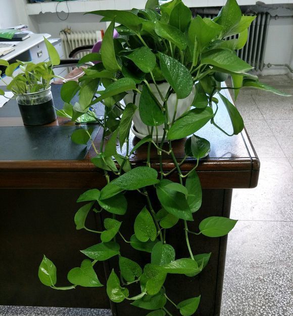 杜鹃花容易扦插：家庭园艺新手的理想选择