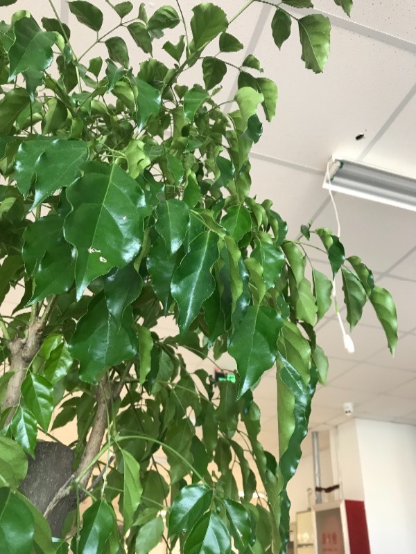 科学养鸡方法：提升养殖效率与鸡肉品质