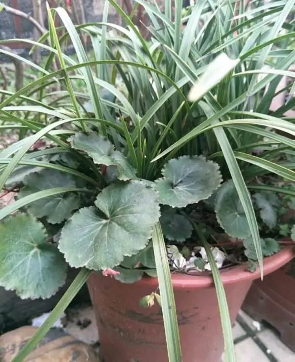 一串红种子种植方法：掌握技巧，轻松培育绚丽花卉