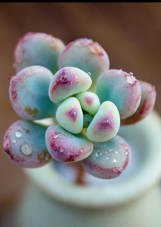仙丹花怎么养殖方法：详解种植与养护要点