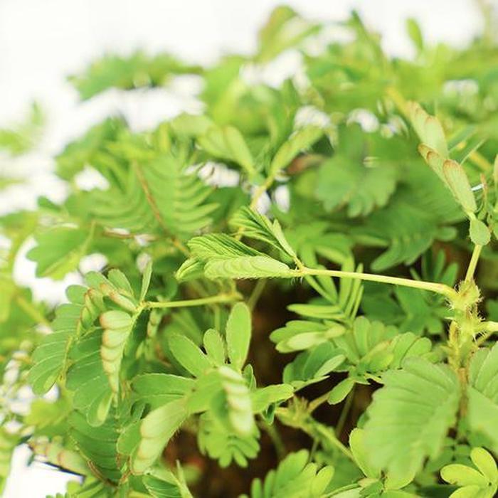 菠菜的种植方法和时间：家庭菜园必备指南