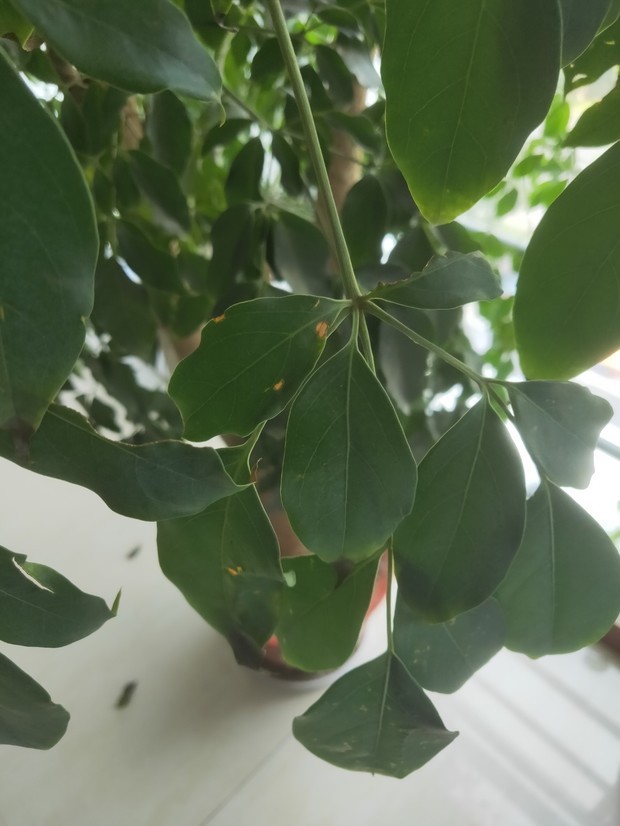 杀鸭子脱毛的最好方法：高效实用指南