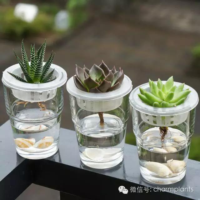 灭蜂方法：有效解决蜂群困扰的全方位指南