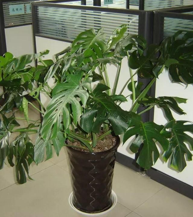 薄荷根茎扦插：繁殖新薄荷的简易方法