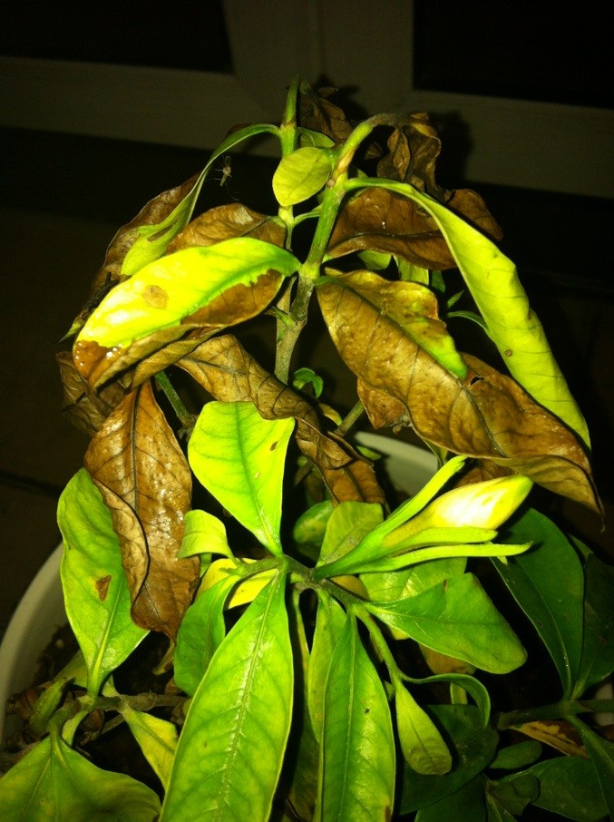 # 植物养殖图方法大全:解锁绿色生活的秘密 # 植物养殖图方法大全:解锁绿色生活的秘密