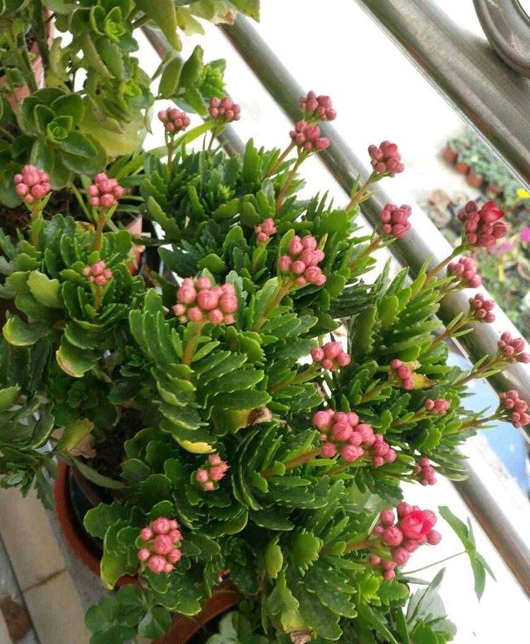 花盆土豆种植方法图片：家庭种植新风尚