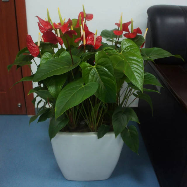 盆栽橘子的种植方法：家庭园艺新选择
