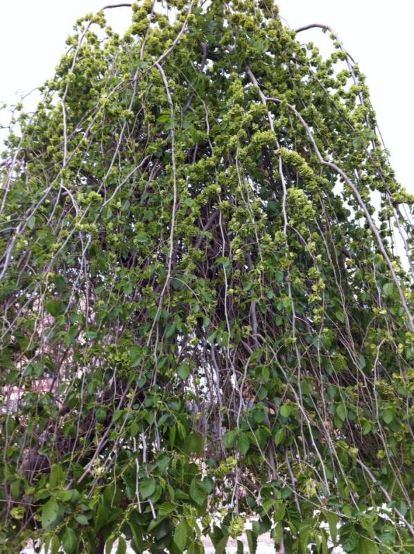 草莓苗种植方法如下：详解每一步关键步骤