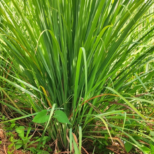 马蹄莲水培方法：轻松掌握水培技巧，养出翠绿植株