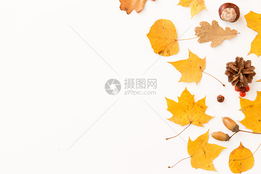 茶花扦插时间和方法：掌握要领，轻松繁殖