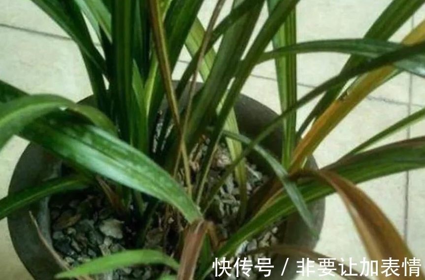 龙吐珠的养殖方法：打造家中绿意盎然的风景线