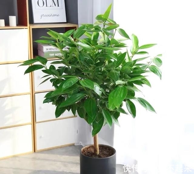 柚子幼苗盆栽：种植与养护指南