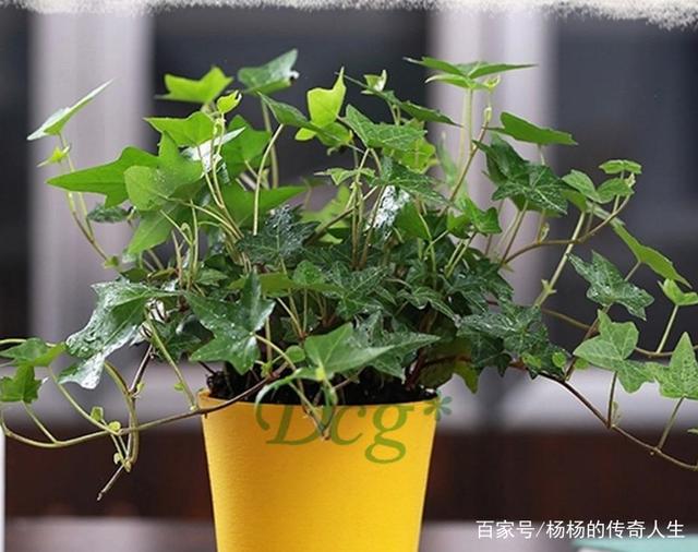 柿子树盆栽图片大全：打造家中绿色风景线