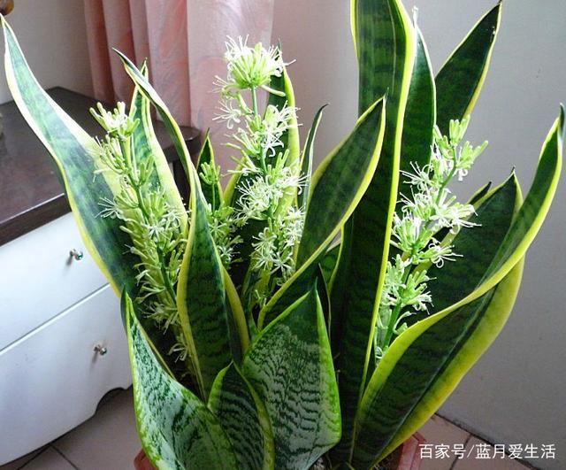 绿宝树水培方法：让你的绿植生活更清新