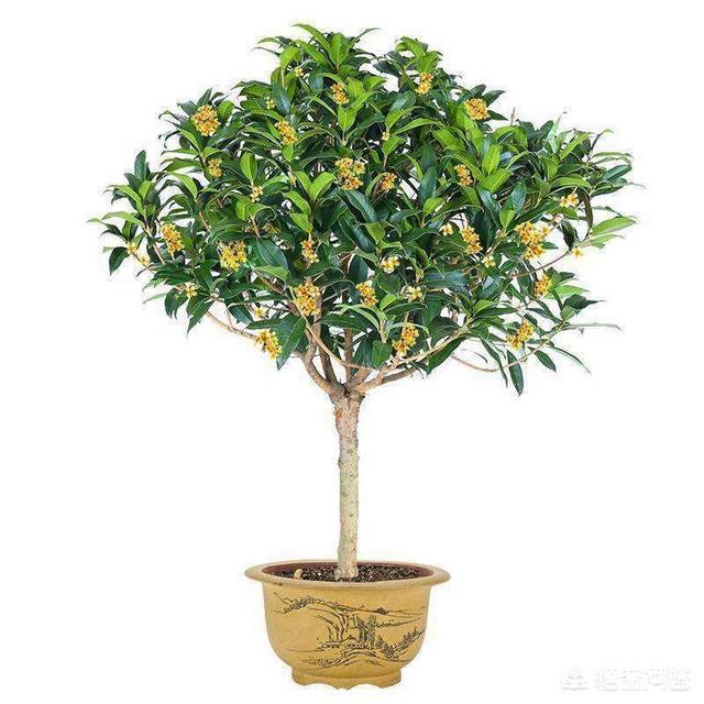 节瓜种植方法：掌握技巧，收获丰硕果实