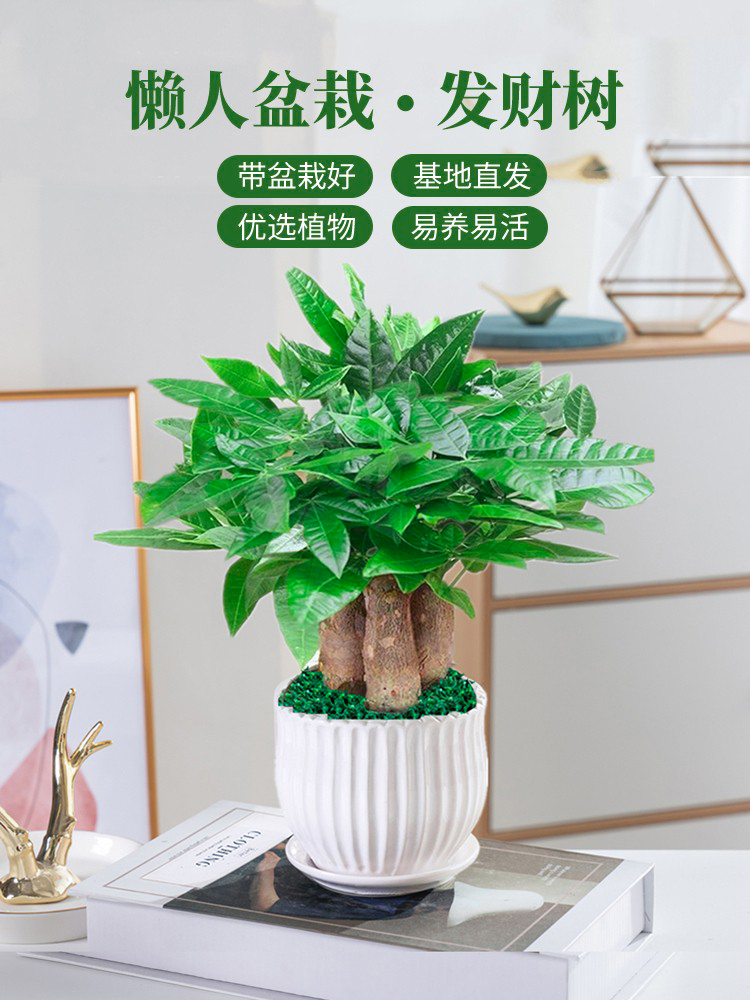 口蹄疫的治疗方法：科学防控，保障畜牧健康