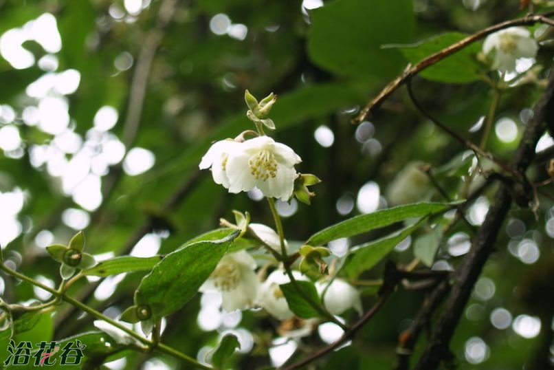 彼岸花种植方法及条件