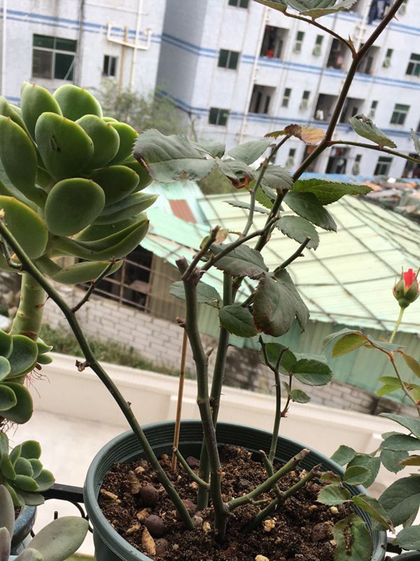 葱兰花种植方法：详解步骤与养护要点