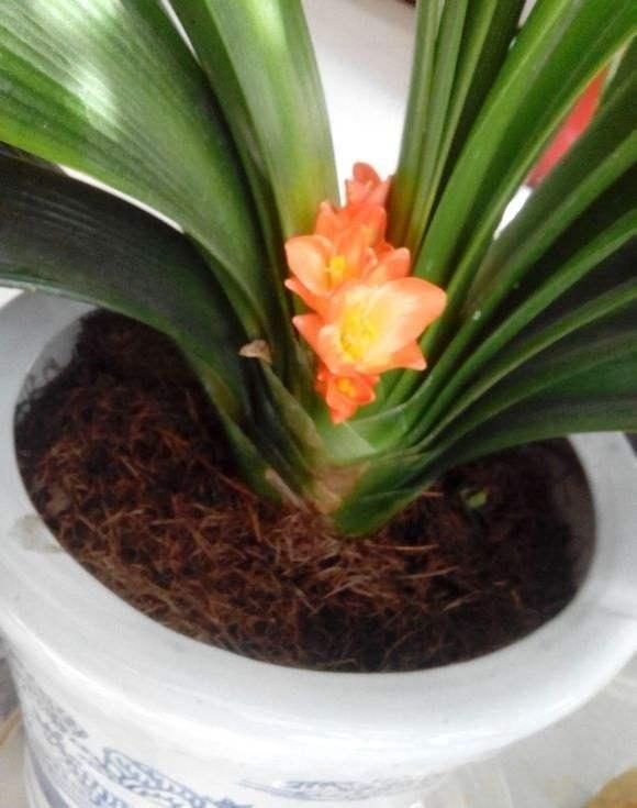 香蕉盆栽种植方法