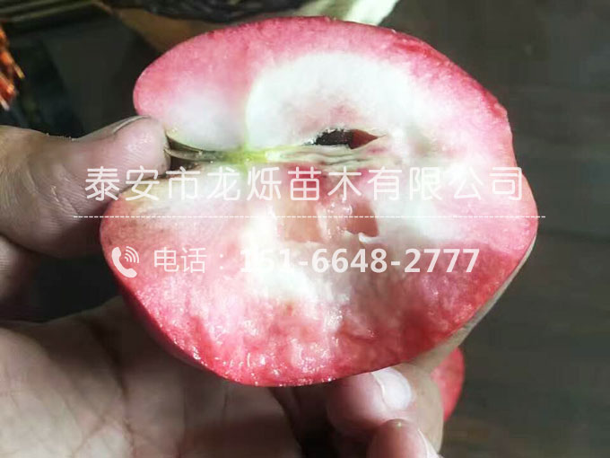 种植蒜苗的方法：从选种到收获的全面指南