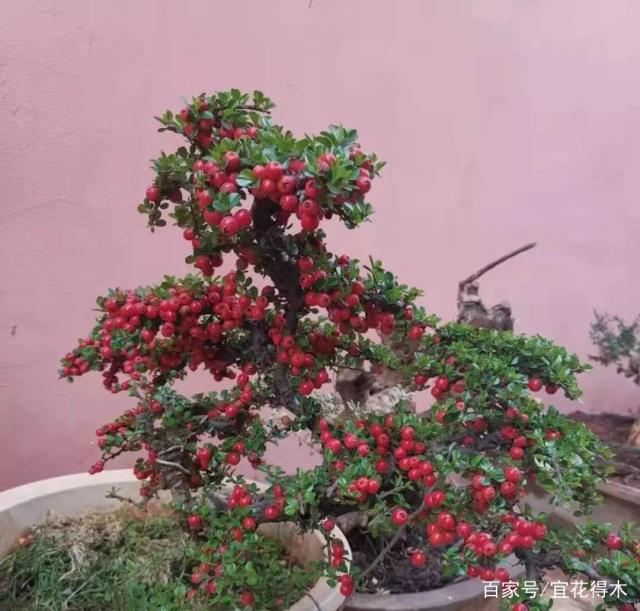 紫薯的种植方法：掌握关键步骤，收获甜美果实