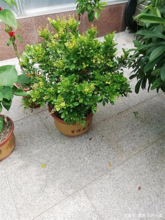 水仙花的种植方法：水培指南