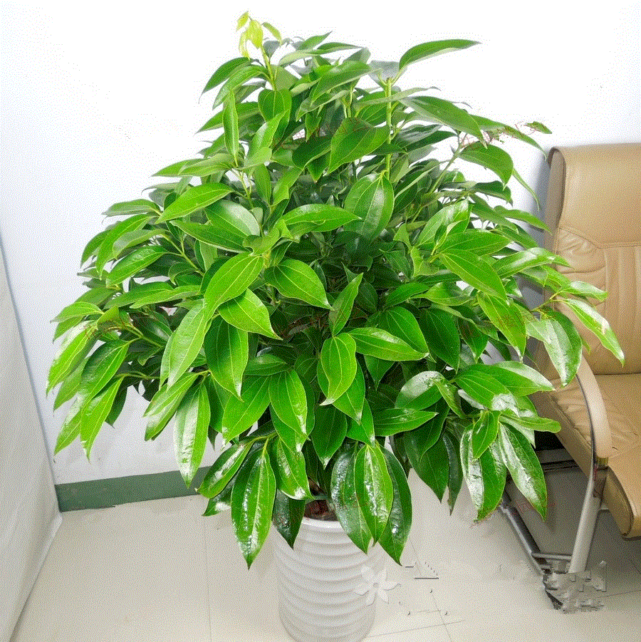 菠萝如何种植方法：掌握要领，轻松种植热带美味