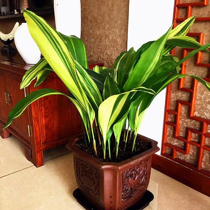 室内西红柿盆栽：种植技巧与养护指南