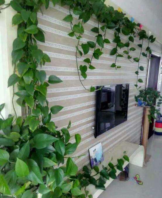 盆栽植物大全及名称：打造绿色生活空间的指南