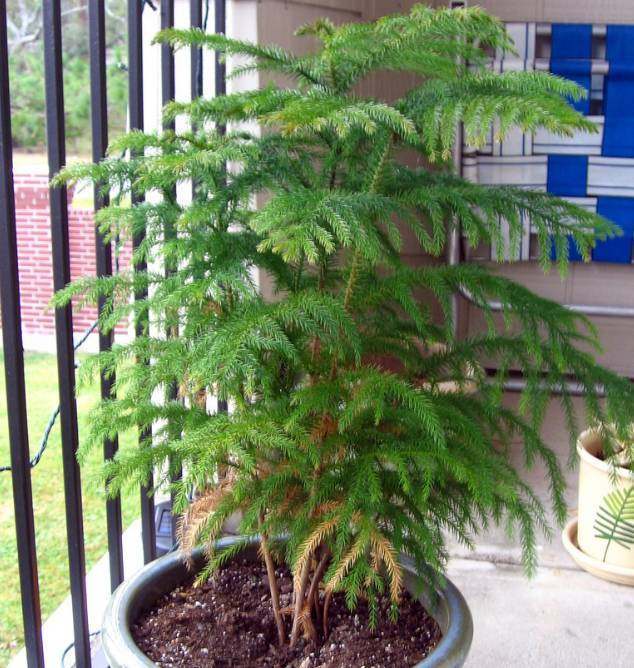 盆栽香菜间苗：培育浓密香菜的秘诀
