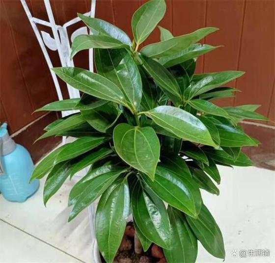 茉莉种子怎么种植方法：让你的花园增添芬芳