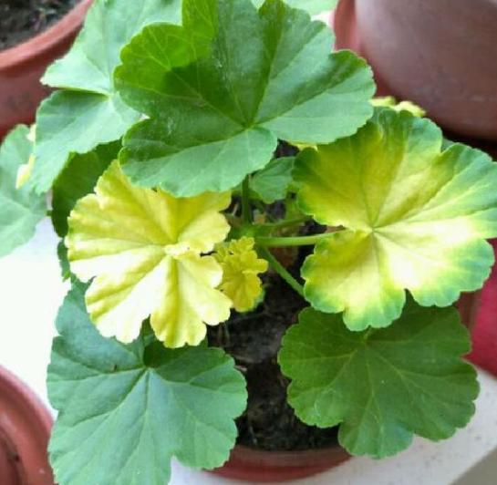盆栽 茉莉花：养护技巧与绽放芬芳的秘密