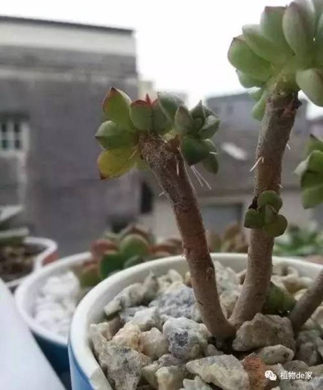 玫瑰花盆栽的养殖方法