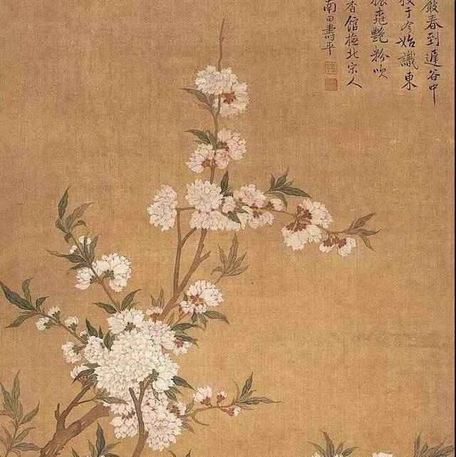 盆栽蜀葵种植方法：打造家中微型花园