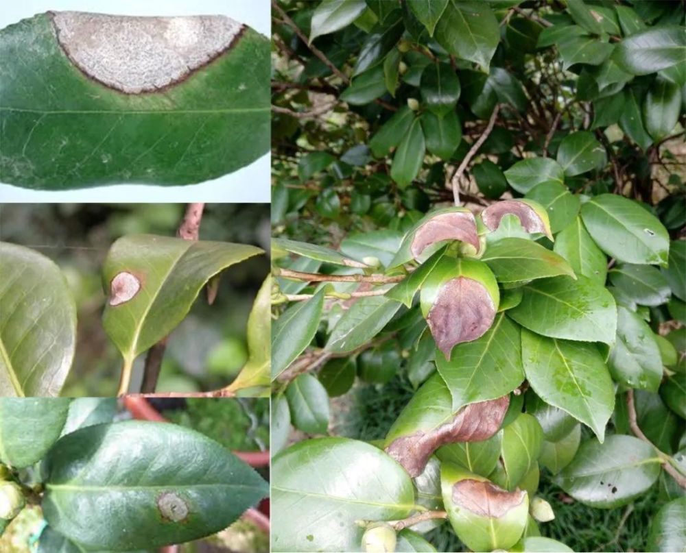 标题：番石榴 盆栽——家庭种植新选择
