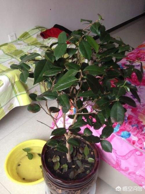 标题：兰花盆栽养殖——养护技巧与注意事项