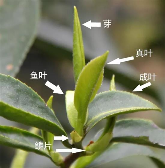 山楂枝的扦插方法：掌握技巧，成功繁殖山楂树