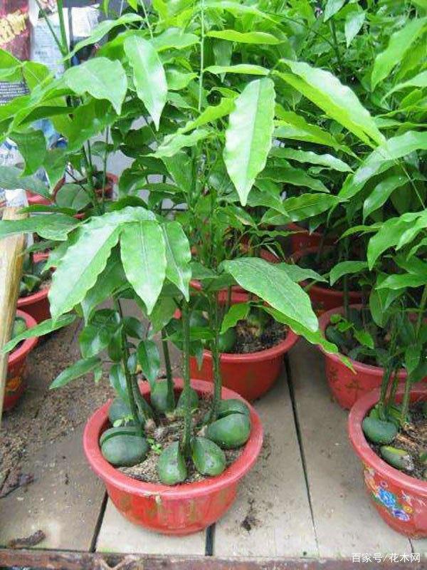 木本植物花卉扦插：繁衍之美，园艺新篇章