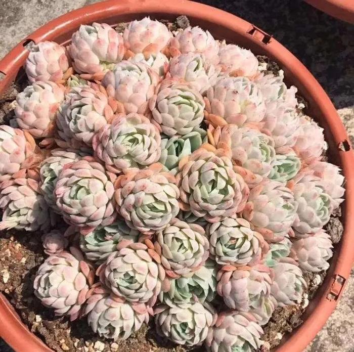 兰花花茎扦插：繁衍美丽的新生命