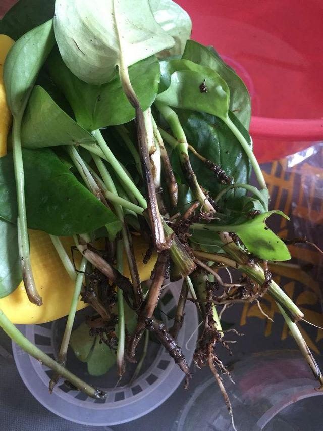 发财树扦插时间：掌握最佳时机，助您养出繁茂绿植