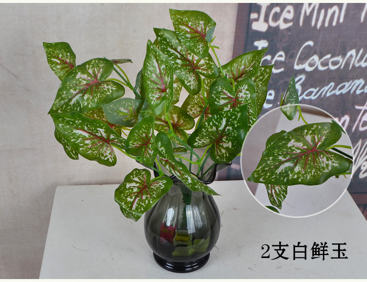薰衣草的扦插：繁殖新苗的简易指南