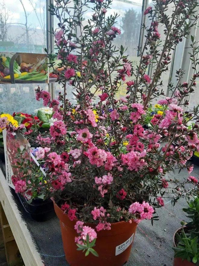 鸭掌木怎么扦插繁殖 - 植物养殖园丁指南