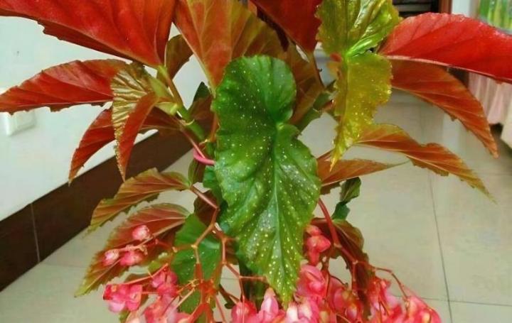 矾根的扦插：繁殖技巧与养护要点